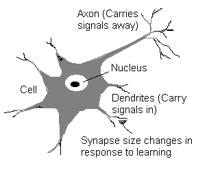 Neuron.gif (3610 bytes)